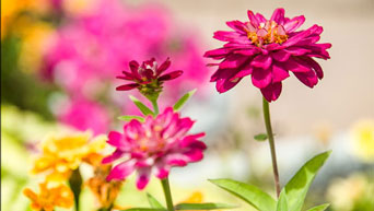 Flowers at K-State Gardens 