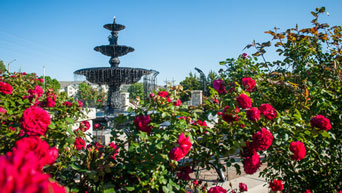 Roses bloom at the K-State Gardens