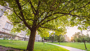 Tree near Hale Library