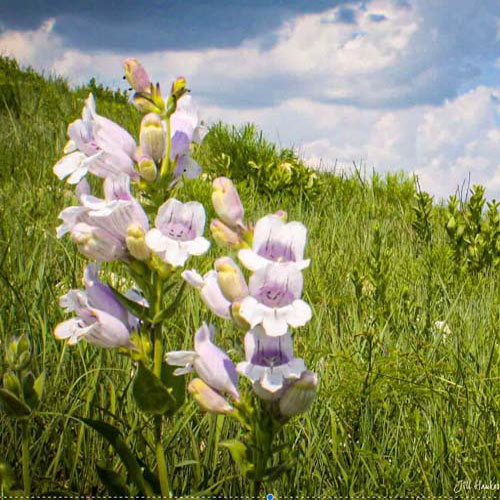 Spring wildflower on the Konza Prairie