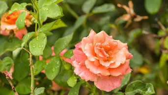 Roses at K-State Gardens 