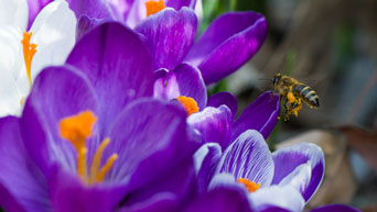 Bee hovers over flowers in the Kansas State University Gardens. 