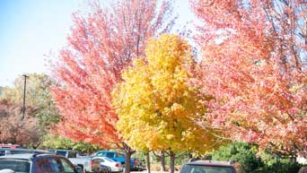 Trees on campus 