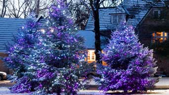 Lights on trees at K-State Manhattan campus