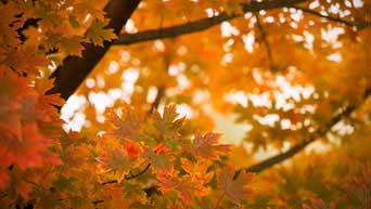 Fall leaves on campus