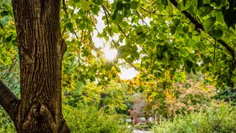 The sun shines through trees on the K-State Manhattan campus. 