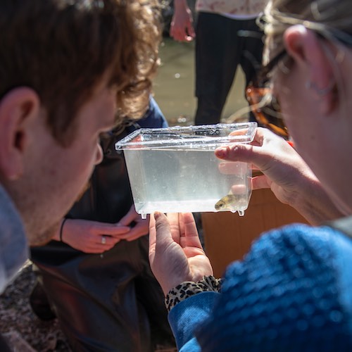 Discovering fished in Wildcat Creek