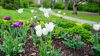 Tulips