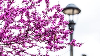 Redbuds in bloom