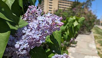 Spring blooms along Manhattan Avenue