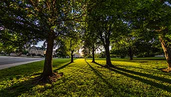 Sun shines through trees