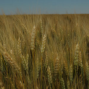 Kansas wheat field
