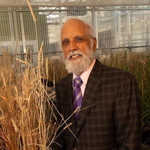 Dr. Gill in Wheat Genetics Resource Center