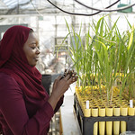 woman working in ag research lab