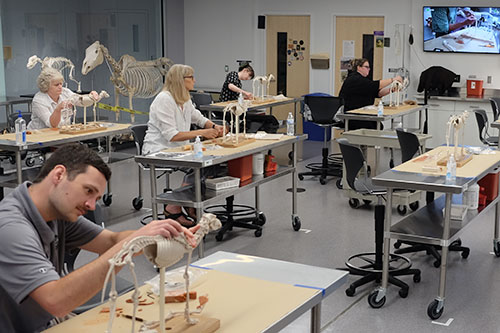 Participants in the Veterinary Educator Collaborative conference anatomical modeling techniques in the Clinical Skills lab at Trotter Hall.
