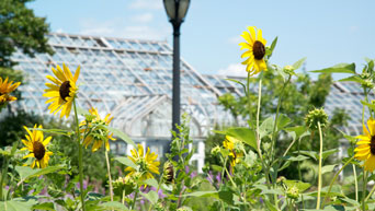 Kansas State University Gardens