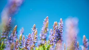 Flowers at K-State Gardens 