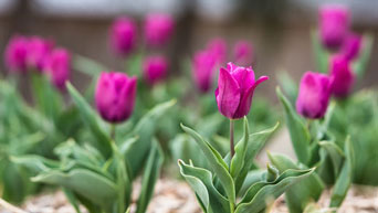 Tulips on campus