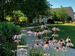 Gardens with coneflowers
