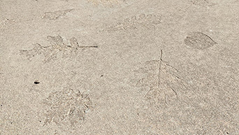 Concrete path with leaf impression