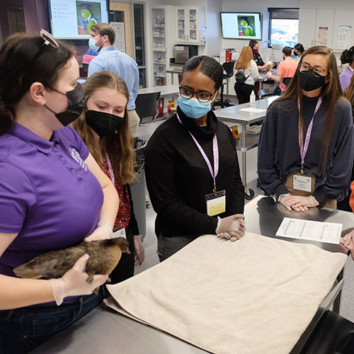 Pre-veterinary students visit the K-State Clinical Skills lab to learn about handling exotic pets. 