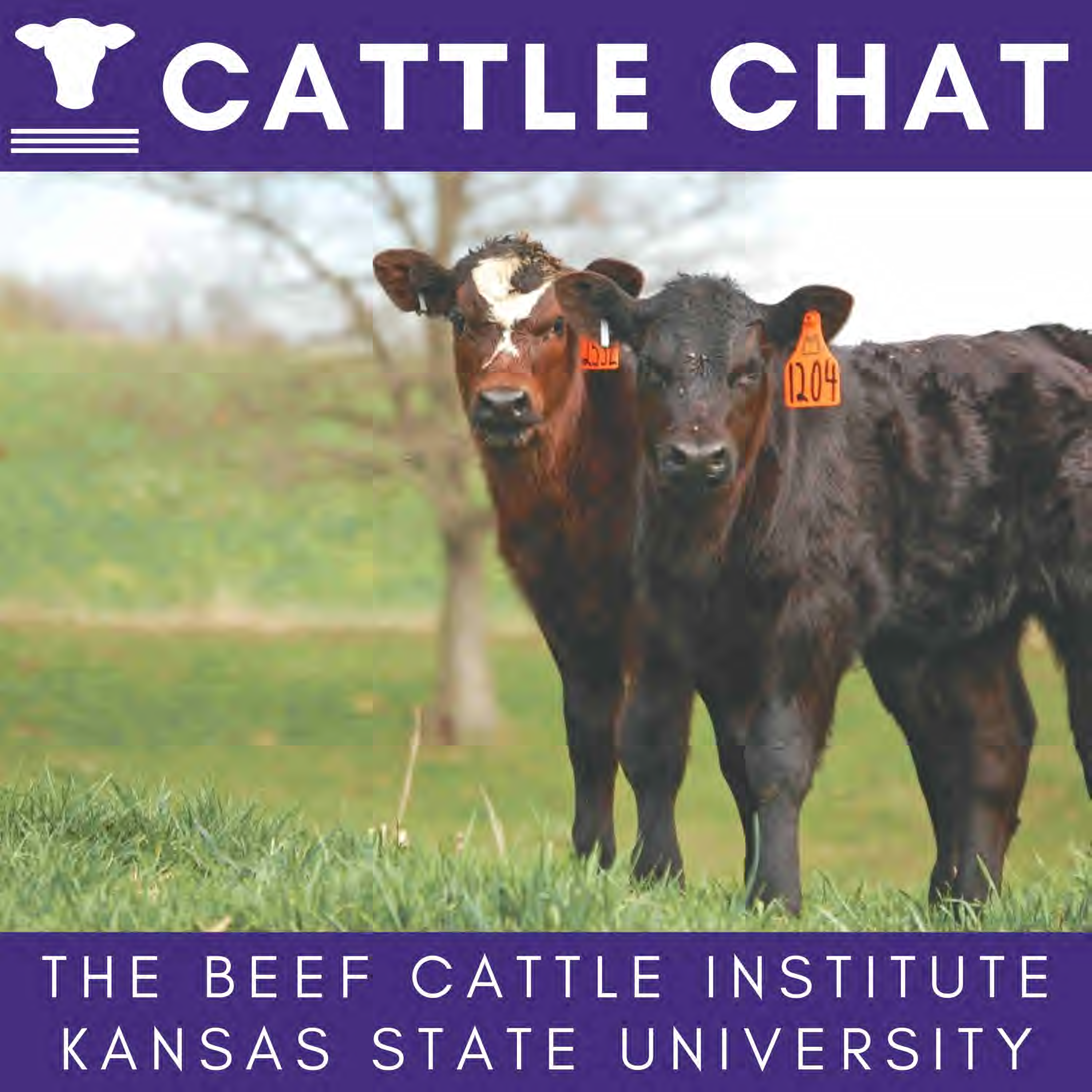 Cattle Chat Logo