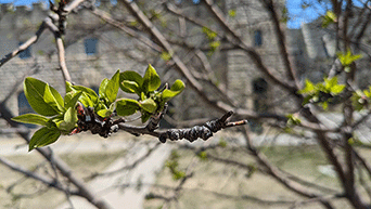 Signs of spring on the Manhattan campus