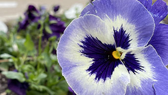 pansy