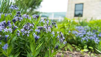 Spring flowers