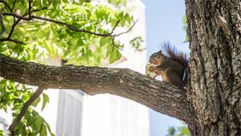 Campus squirrel