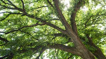 Tree on Manhattan campus