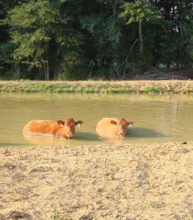 cattle in heat wave