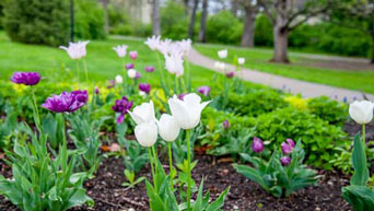 Purple and white tulips 
