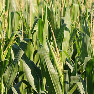 mature corn field