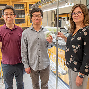 (l to r) K-State researchers Sunghun Park, Sanzhen Liu and Doina Caragea will lead a .9M project funded by the National Science Foundation to identify genetic elements that enhance scientists’ ability to generate farm crops and other plants.