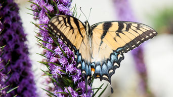 Kansas State University Gardens