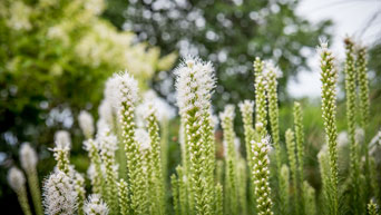 Kansas State University Gardens