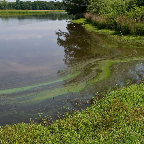 Photo of HABs