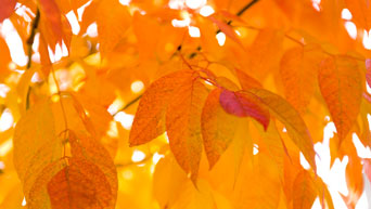 Campus trees