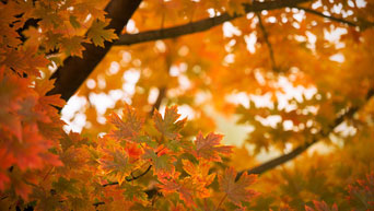 Fall leaves on campus.