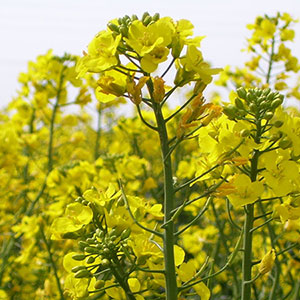 Canola in bloom