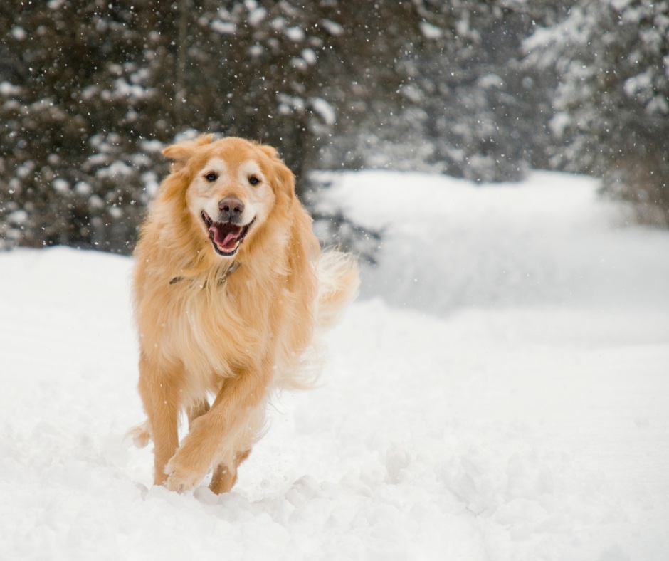 Dog running through a snowy trail