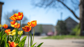 Campus in spring 