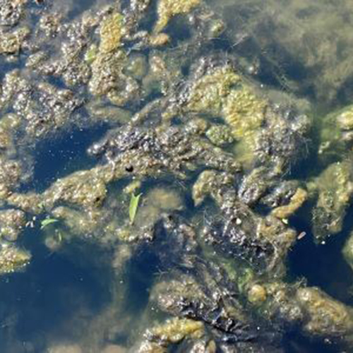 Photo of harmful algal mats