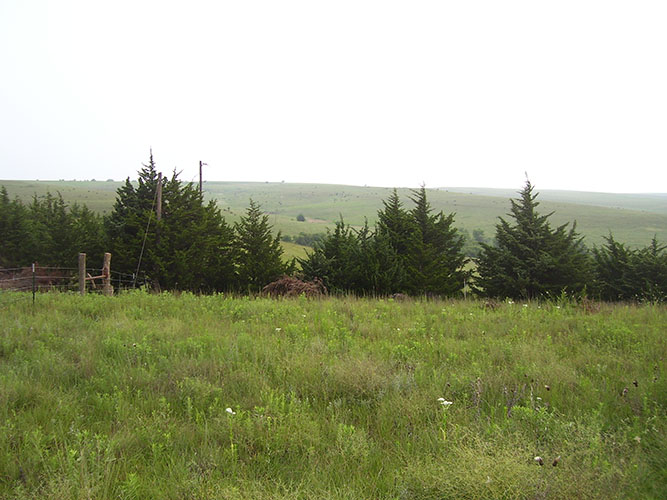 Eastern redcedar rapidly spreads in pastures, reducing livestock forage.