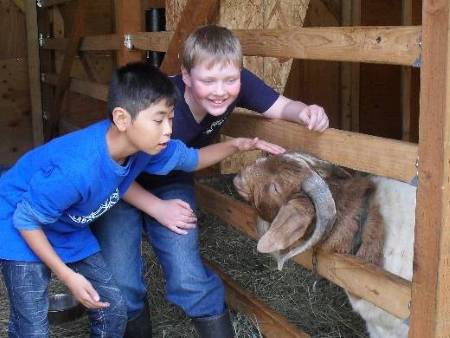 Little boys with goat