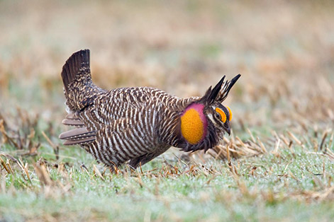  Greater prairie-chicken (Tympanuchus cupido pinnatus)