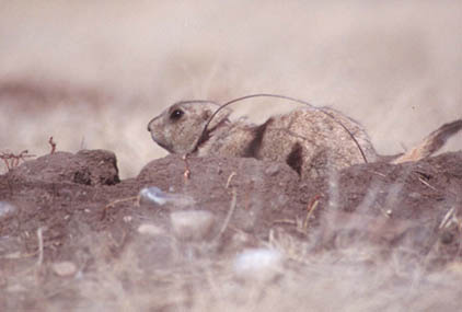 Black-tailed Prairie Dog