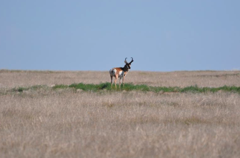 Deer in the distance look back