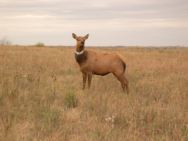 Elk with tracking collar 